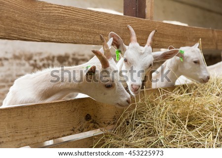 Young goatlings eating hay in a stall on a farm. Feeding on animal farm