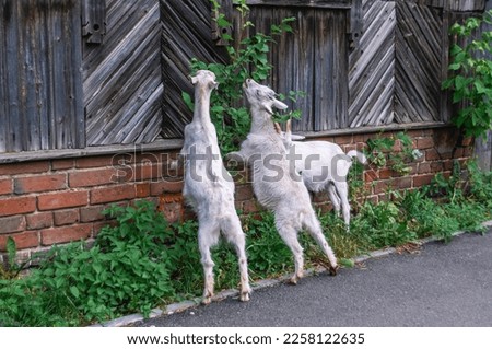 Young goats eat leaves from a bush near an old and dilapidated wooden house. The goats were standing on their hind legs and reaching for the leaves. A domestic artiodactyl herbivore.