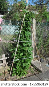 A Young Goji Bush, Growing In A Small UK Allotment.