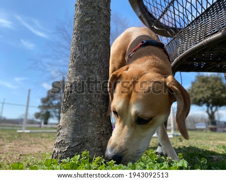 Young golden colored dog sniffing in the bright green grass on a sunny spring day 