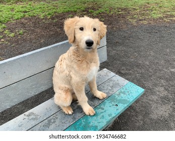 Young Golden Doodle Sitting On A Public Bench In A Dog Park