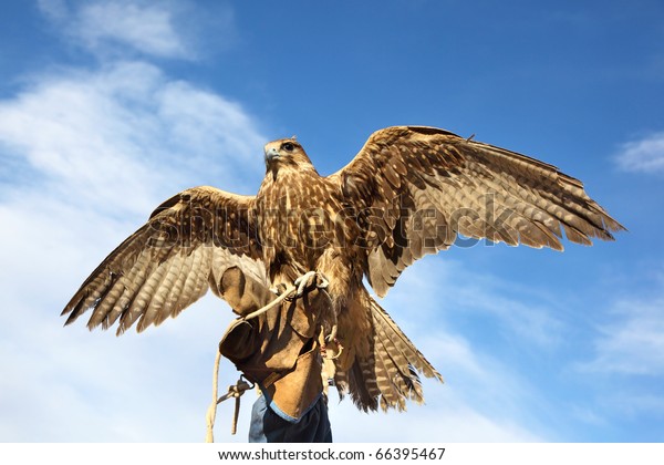 Young Golden Eagle Blue Sky Background Stock Photo Edit Now