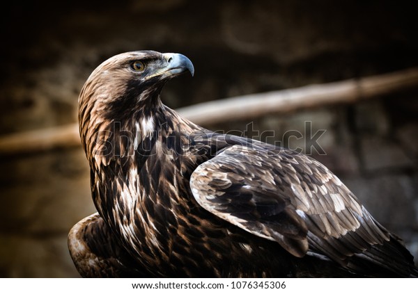 Young Golden Eagle Closeup Side View Stock Photo Edit Now