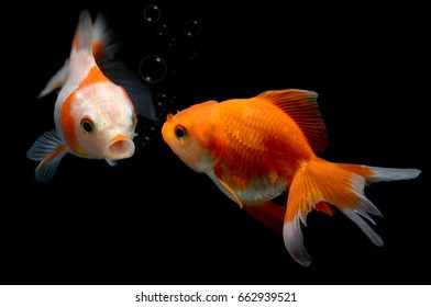 Young Golden Fish In Fish Tank With Black Background And Flash Studio Lighting.