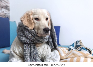 A Young Golden Retriever Dog Is Lying On The Couch. In Cold Winter Weather, The Pet Will Warm Up In A Knitted Sweater And Scarf. Pet Care Concept.