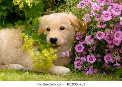 Young Golden Retriever Dog Puppy Playing With Colorful Flowers In A Garden On A Sunny Day In Summer