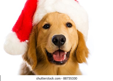 golden retriever with santa hat