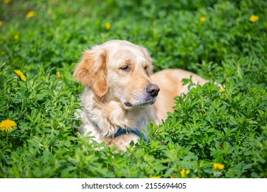 A young golden retriever lies in the grass close-up. A cute dog wallows in alfalfa bushes. The pet is resting in the park.
