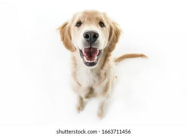 A young Golden Retriever Portrait isolated on white - Powered by Shutterstock