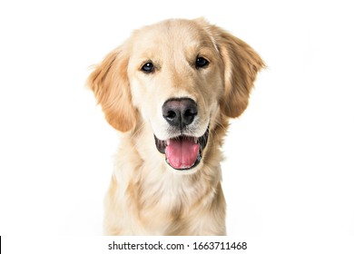 A young Golden Retriever Portrait isolated on white - Shutterstock ID 1663711468