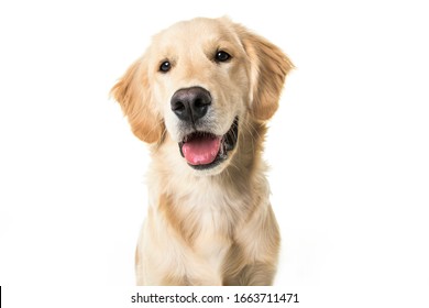 A young Golden Retriever Portrait isolated on white - Shutterstock ID 1663711471