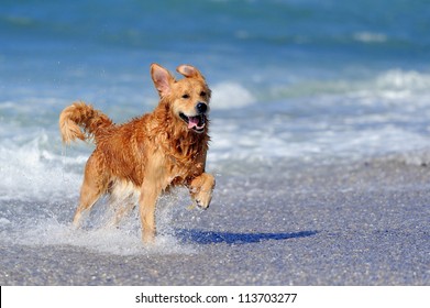 Young golden retriever running on the beach