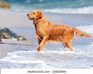 Young Golden Retriever Running On Beach Stock Photo 130828496 ...