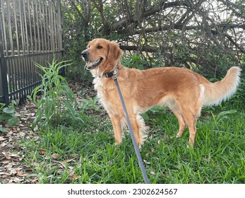 A young golden retriever standing in a regal pose, looking off at something in the distance. The picture has some overgrown grass at the dogs feet and a black iron fence can be seen to one side. - Powered by Shutterstock