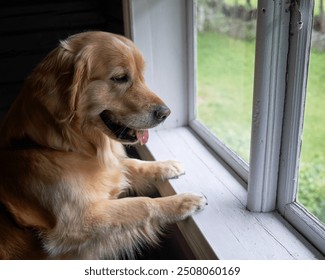 A Young Golden Retriever Stands on Her Hind Legs, Peering Intently Through an Old Window, Curiously Observing the Outside World, Following Every Movement and Action Happening Beyond the Glass - Powered by Shutterstock