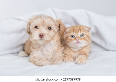 Young Goldust Yorkshire Terrier Puppy And Baby Kitten Lying Together Under Warm White Blanket On A Bed At Home