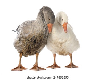 Goose And Gander Images Stock Photos Vectors Shutterstock