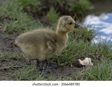 A young goose gosling with bread