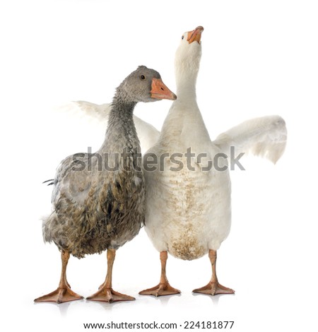 young gooses in front of white background