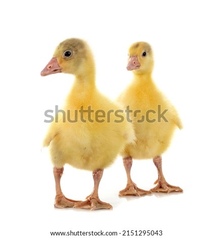 young gosling in front of white background