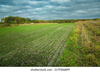 Young Grain Seedlings In Autumn, Winter Sowing, October Rural Day