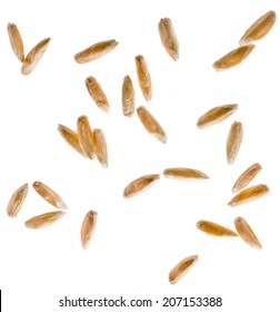 Young Grains of Wheat ears close up isolated on a White Background - Shutterstock ID 207153388
