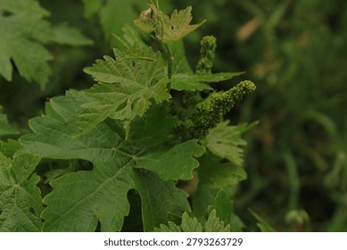 Young grape clusters, beginning to develop on the vine.