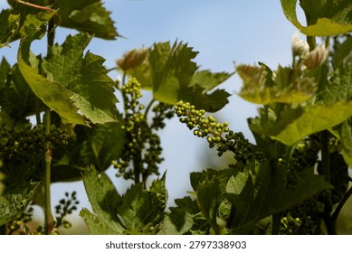 Young grape clusters developing among green vine leaves in a vineyard during the growing season