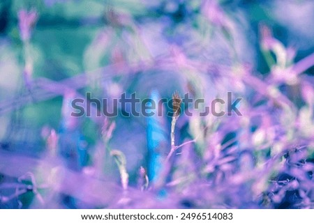 Similar – Image, Stock Photo Blue-purple wild growth sprawls and glows from the twilight.