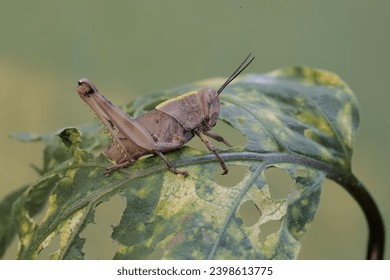 A young grasshopper is eating mini eggplant leaves. This insect likes to eat leaves, flowers and young fruit.