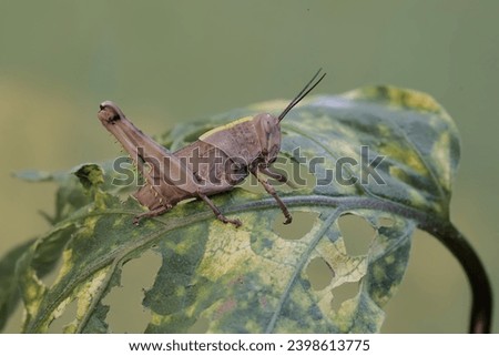A young grasshopper is eating mini eggplant leaves. This insect likes to eat leaves, flowers and young fruit.