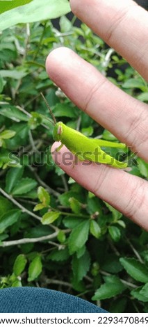 young grasshopper perched on the finger 