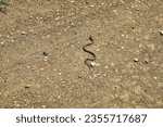 A young grass-snake (Natrix natrix) crosses the soil road in fright, but it is too hot in the hot summer. The state of overheating of the reptile (heat stroke). Series