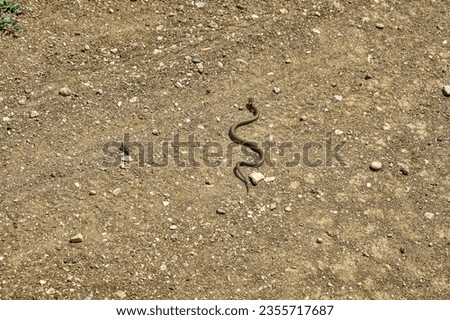 A young grass-snake (Natrix natrix) crosses the soil road in fright, but it is too hot in the hot summer. The state of overheating of the reptile (heat stroke). Series