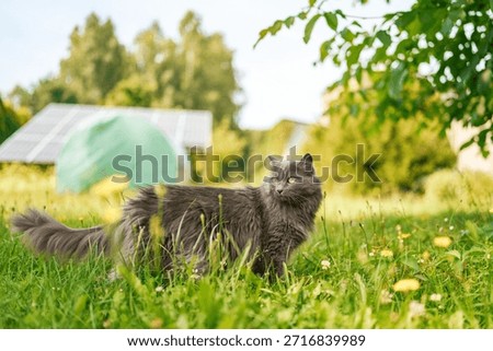 Young gray cat exploring grassy meadow in spring