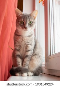 Young Gray Cat On The Window Sill Close Up