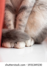 Young Gray Cat On The Window Sill Close Up