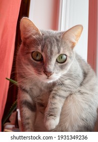 Young Gray Cat On The Window Sill Close Up