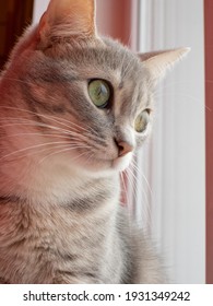 Young Gray Cat On The Window Sill Close Up