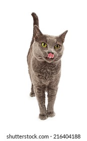 A Young Gray Cat Standing Licking Lips After Eating A Treat