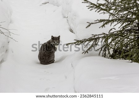 A young gray cat with yellow eyes and a white chest and a large mustache sits on a white snow-covered path near a green spruce, wrapping a bushy tail and looking back.