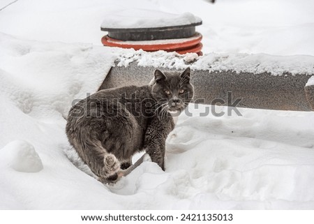 A young gray cat with yellow eyes and a white chest stands in the white snow, turning back and waving its tail. The cat runs away from the man, he is alert.