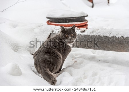 A young gray cat with yellow eyes and a white chest stands in the white snow, turning back and waving its tail. The cat runs away from the man, he is alert.