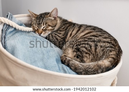 Young gray striped kitten sleeping in a basket of laundry Household pet. Funny animals at home