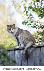 Young Gray And White Cat Sitting On The Fence