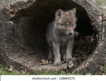 Young gray wolf, or timber wolf pup emerging from a hollowed out log.  Springtime in Wisconsin
