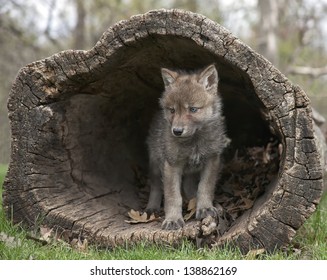 Young gray wolf, or timberwolf pup emerging from a hollowed out log.  Springtime in Wisconsin