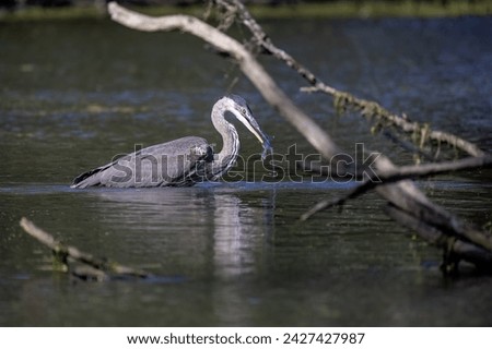 Young great blue heron (Ardea herodias) on the hunt