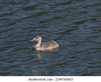 Young Great Crested Grebe (Podiceps cristatus), a few days old bird, still having its striped plumage. Garbsen, Black Sea (Schwarzer See), Lower Saxony, Germany. - Shutterstock ID 2194763453
