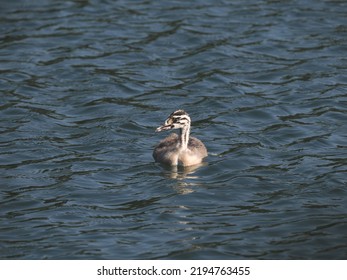 Young Great Crested Grebe (Podiceps cristatus), a few days old bird, still having its striped plumage. Garbsen, Black Sea (Schwarzer See), Lower Saxony, Germany. - Shutterstock ID 2194763455
